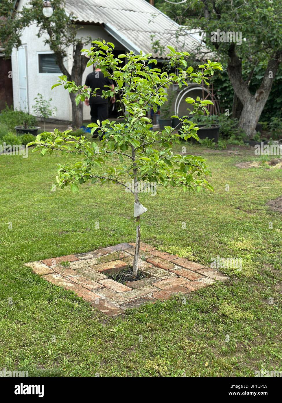 Giovane piantina piantata in un bordo di mattoni su un prato verde vicino a una casa di campagna. - Immagine stock catturata con smartphone