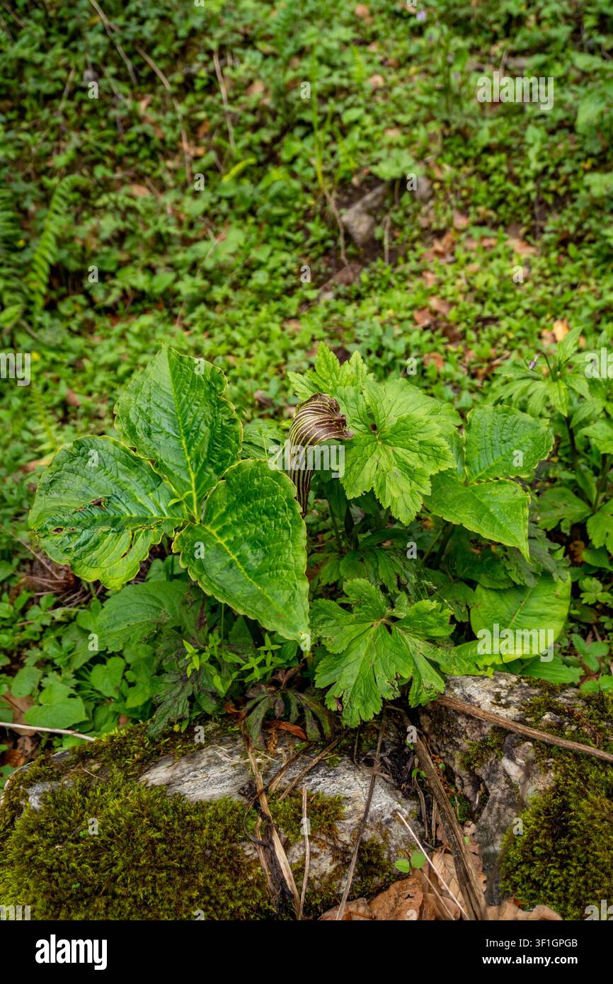 Primo piano di una Cobra Lily arricciata (Arisaema), conosciuta localmente come Naag Chhatri, che cresce tra foglie verdi fresche del bosco e il manto del suolo forestale in Uttarakhand Foto Stock