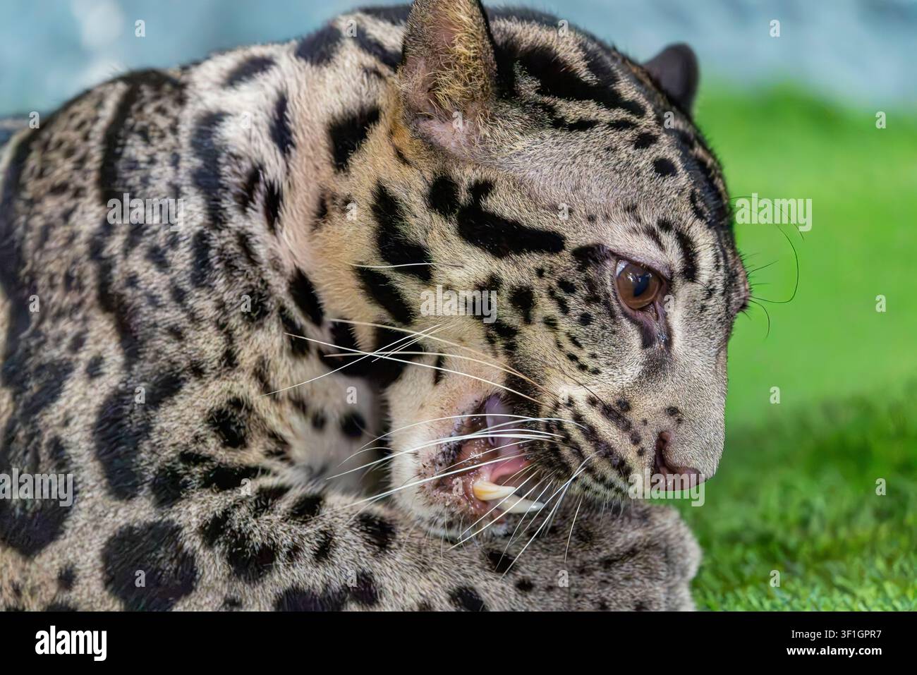 Un leopardo nuvoloso di Sunda (Neofelis diardi) mostra le sue caratteristiche macchie a forma di nuvola, la corporatura robusta e gli occhi penetranti. Foto Stock