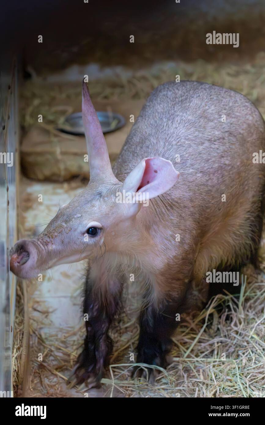 L'orso lipotride (Orycteropus afer) è un mammifero scavatore notturno dell'Africa, che si nutre principalmente di formiche e termiti con il suo lungo muso e gli artigli robusti. Foto Stock