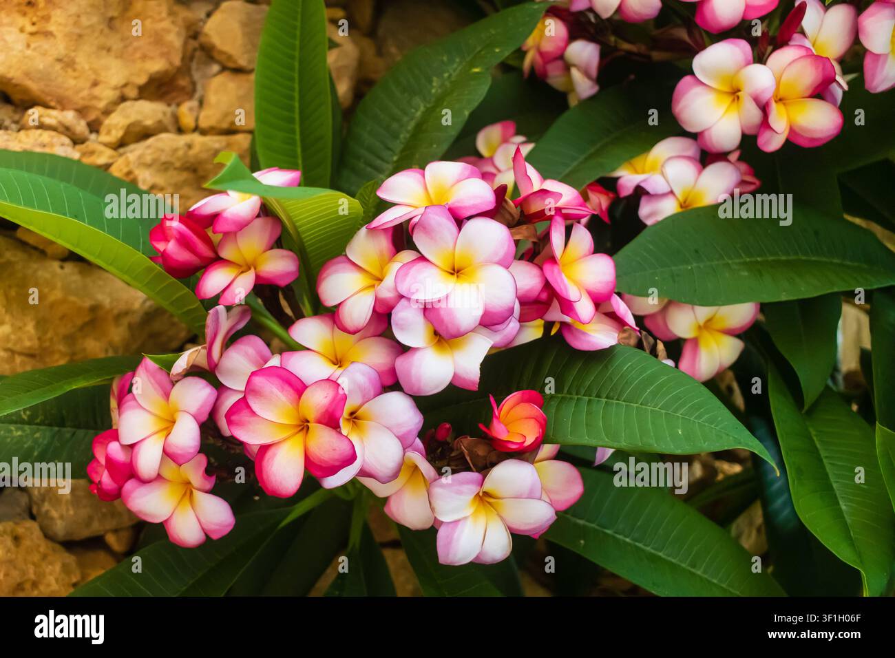 Fiori di Plumeria (Frangipani) rosa e bianchi con centri gialli su foglie verdi tropicali Foto Stock