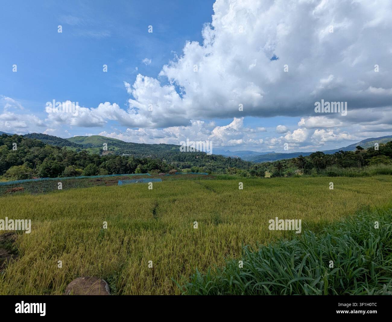 Bellissimo campo di riso verde con un paesaggio montano scenografico sotto un cielo blu nuvoloso - Immagine stock catturata con smartphone