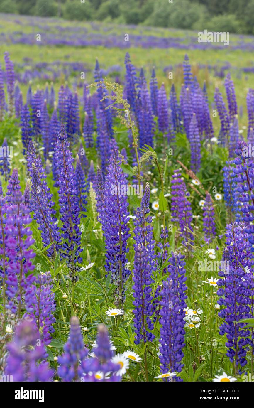 Una vista verticale di piante di lupino viola e margherite bianche che fioriscono in un prato verde all'aperto, contro uno sfondo sfocato di foresta alla luce naturale del giorno. Foto Stock