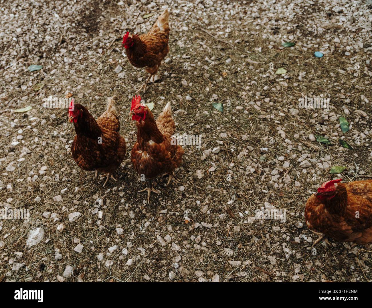 Un gruppo di galline marroni si raduna in un cortile di fattoria in ghiaia. La scena cattura la vita quotidiana di un allevamento di pollame tradizionale. Foto Stock