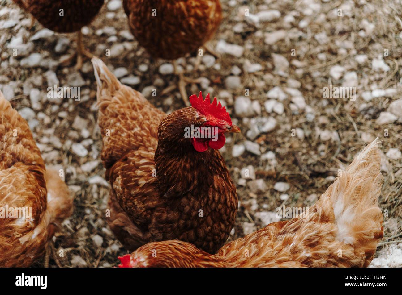 Prima vista di una gallina ovaia marrone in piedi tra altre galline. Il rosso vivo del becco e le piume dettagliate evidenziano l'uccello domestico in salute. Foto Stock