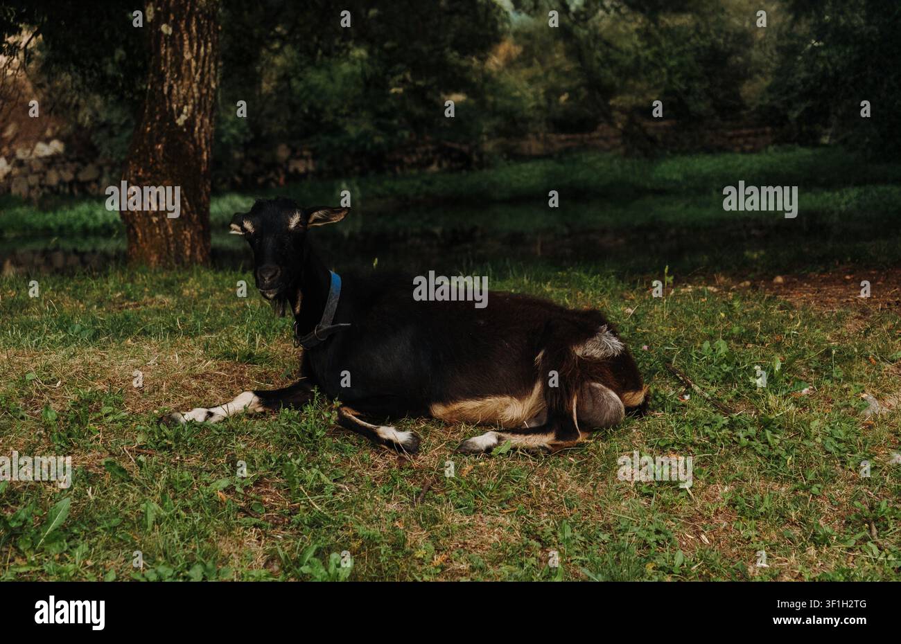 Una capra domestica nera riposa pacificamente sull'erba verde all'ombra degli alberi. La scena rurale tranquilla mette in risalto il bestiame in un ambiente naturale all'aperto Foto Stock