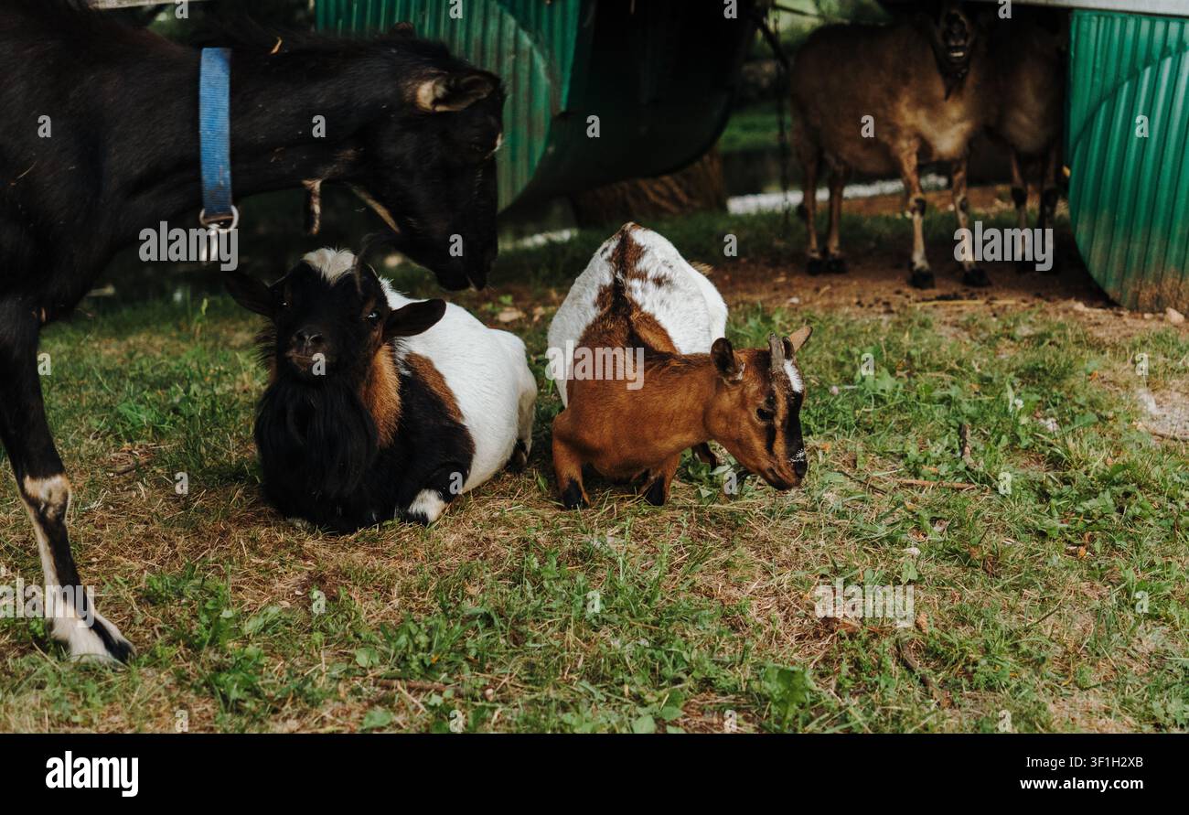 Tre capre domestiche si rilassano insieme sull'erba verde in un ambiente di fattoria tranquilla. La scena naturale cattura il carattere tranquillo del bestiame rurale Foto Stock