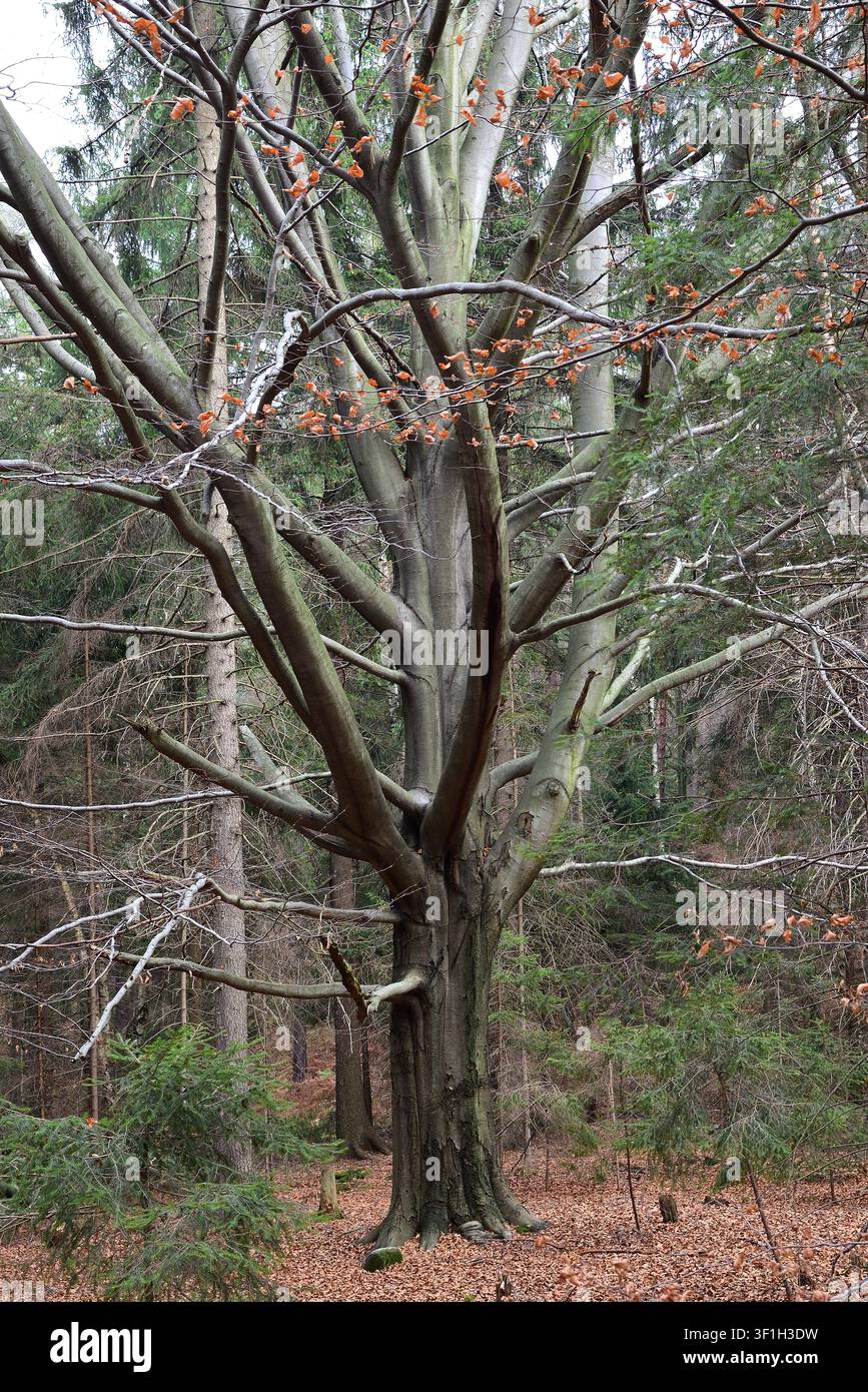 Maestoso albero deciduo nella transizione tra autunno e inverno Foto Stock