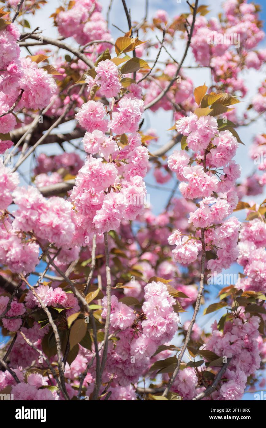 Prospettiva verticale di un ciliegio rosa in fiore con rami fitti che si innalzano verso il cielo morbido Foto Stock