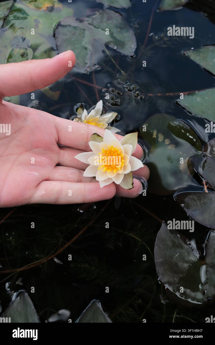 Confronto di dimensioni di un fiore miniatura di Nymphaea pigmea "Snow Princess" in una mano Foto Stock