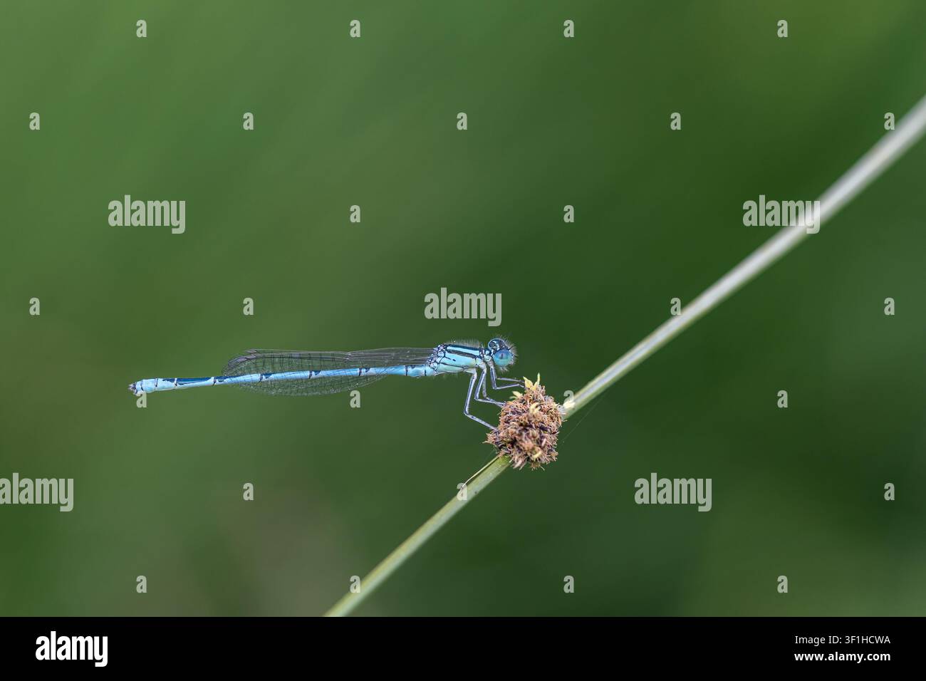 Un macroscatto di una coccinella blu chiaro appollaiata sulla punta di un esile rametto su uno sfondo completamente verde e liscio. Foto Stock