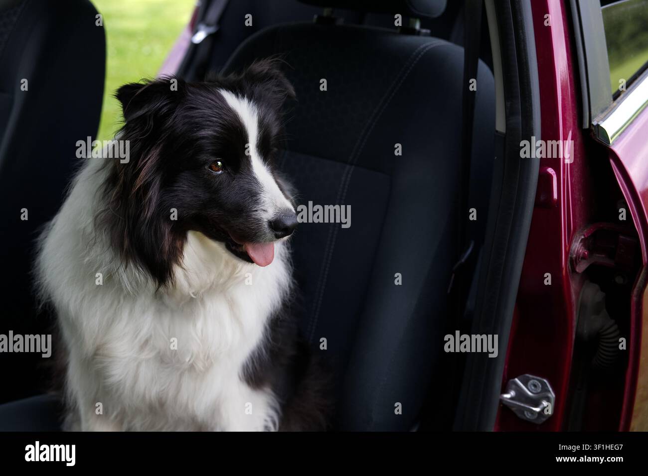 Border Collie nero e bianco seduto in macchina con la portiera aperta Foto Stock