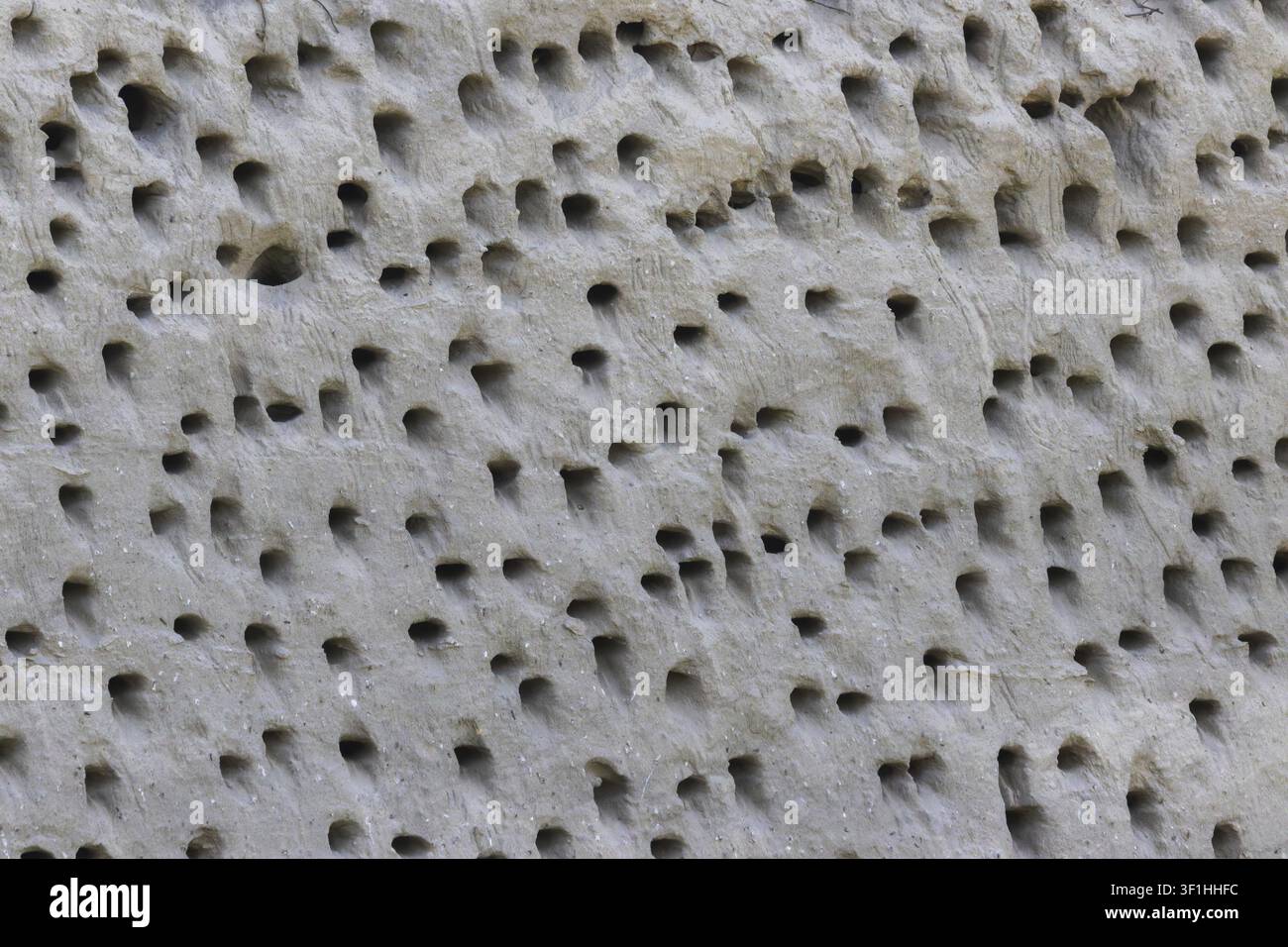 Le rondini di fiume (Riparia riparia) si riproducono in colonie e scavano le loro tane per nidificare in una ripida scogliera di sabbia in una cava di ghiaia in Germania Foto Stock