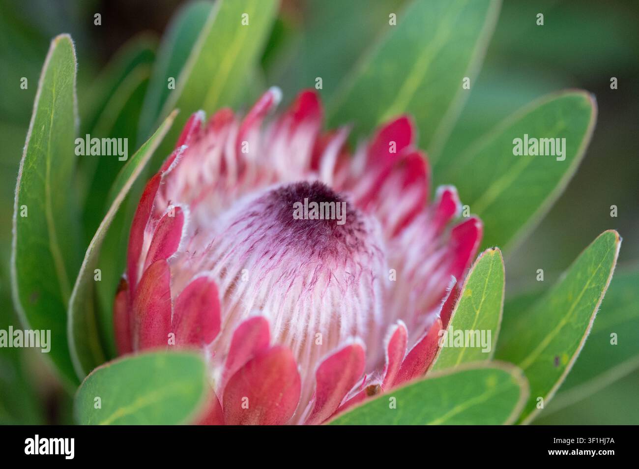 Una fotografia macro di un fiore di protea in fiore, che mostra le sue caratteristiche brattee rosa e rosse che circondano un centro setoso e fibroso. Il fogliame verde Foto Stock