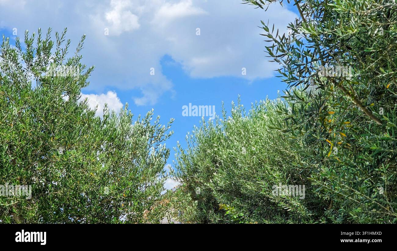 Rami di ulivo verdeggianti che si protendono verso un cielo blu brillante con nuvole bianche sparse, creando una scena all'aperto serena e naturale. Foto Stock