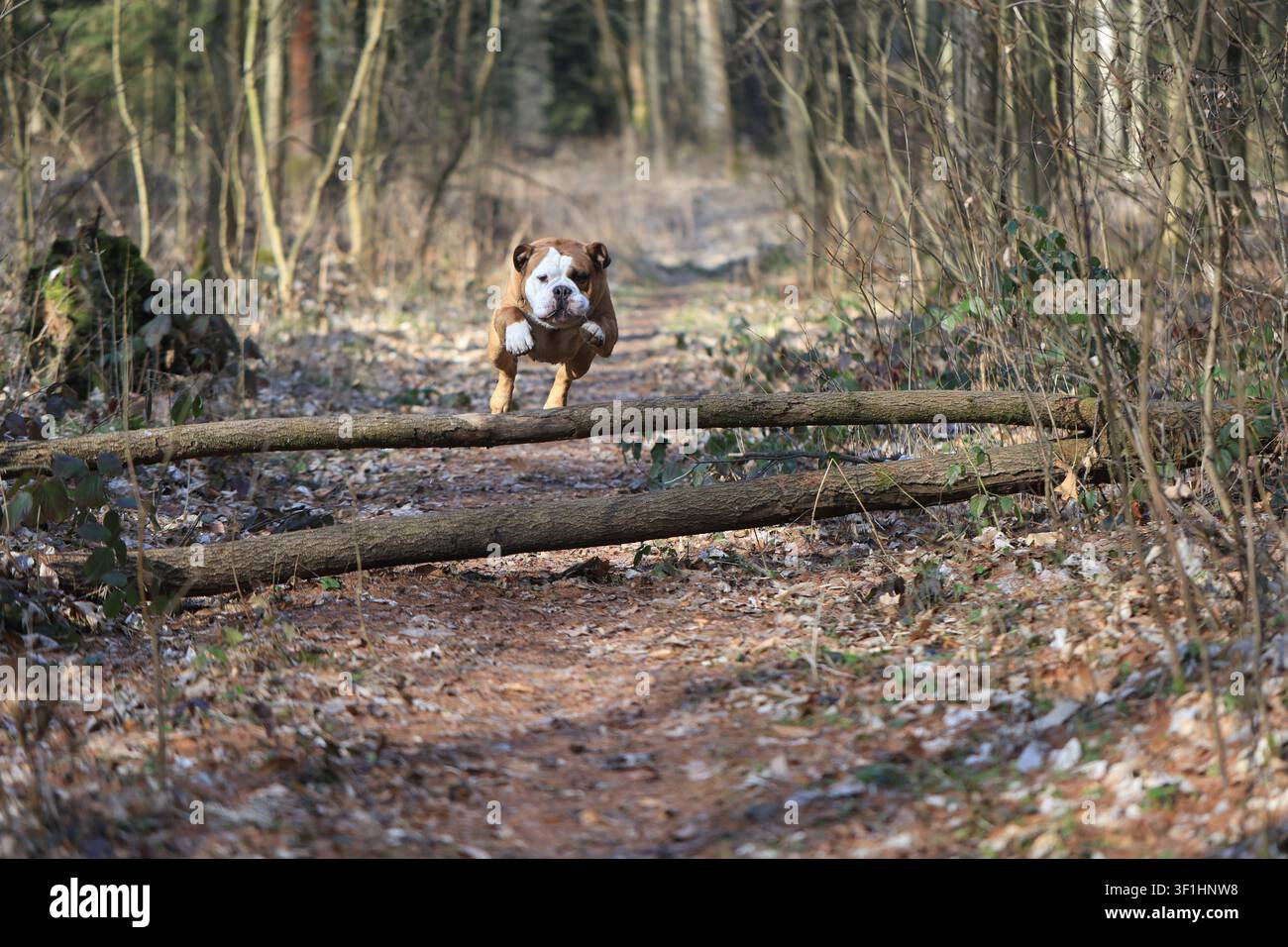 Bulldog continentale attivo che salta sopra un tronco caduto su un sentiero nella foresta Foto Stock