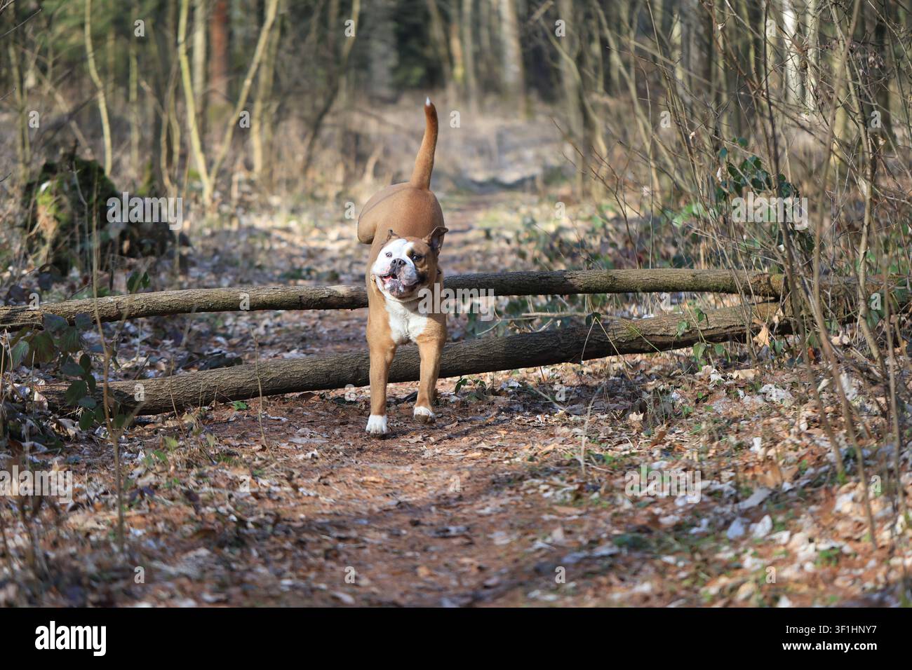 Espressione divertente di un bulldog continentale che atterra dopo aver saltato sopra un tronco su un sentiero nel bosco Foto Stock