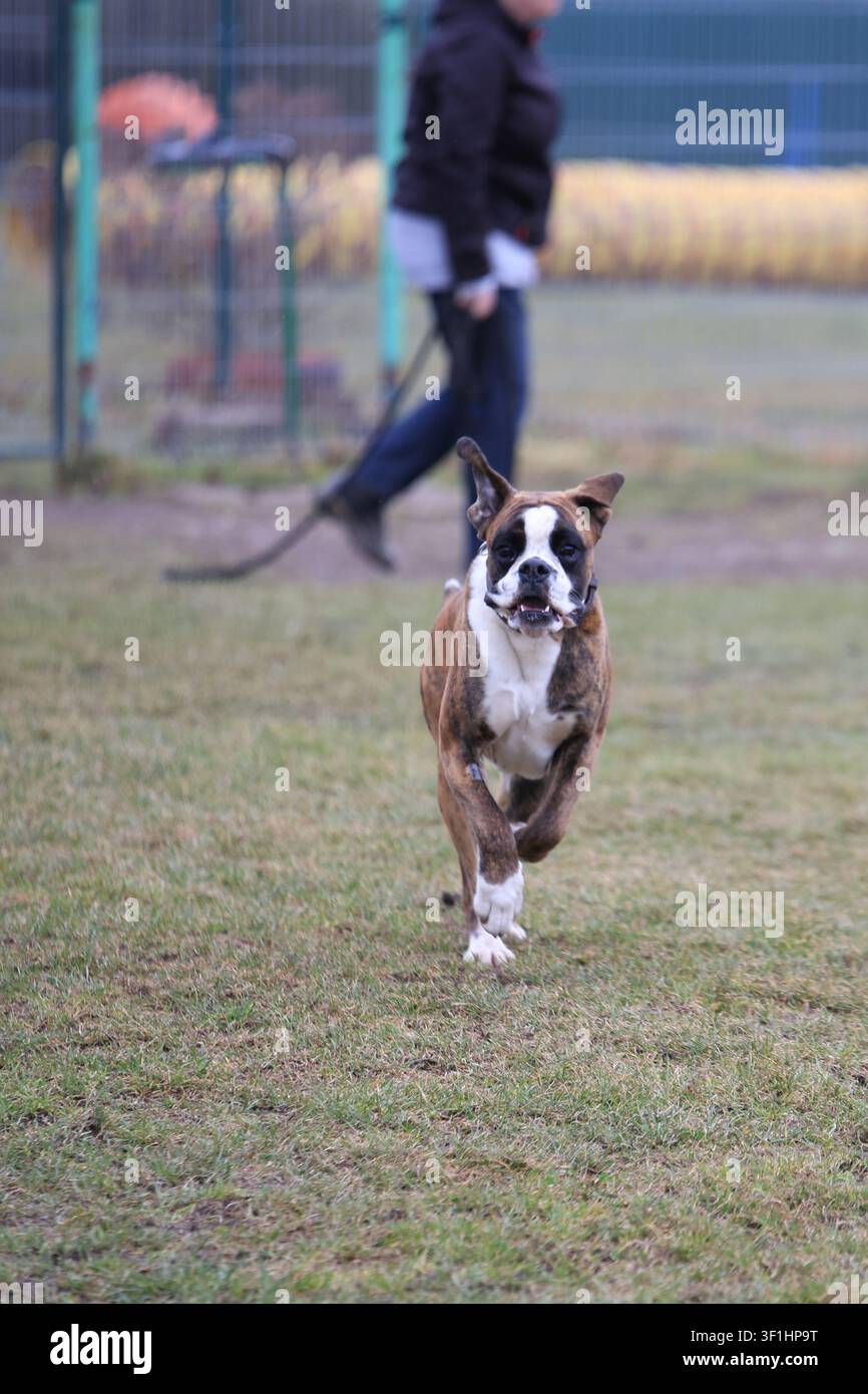 Cane boxer tedesco che corre sull'erba verde durante una sessione di allenamento in una scuola per cani con un addestratore sullo sfondo sfocato Foto Stock