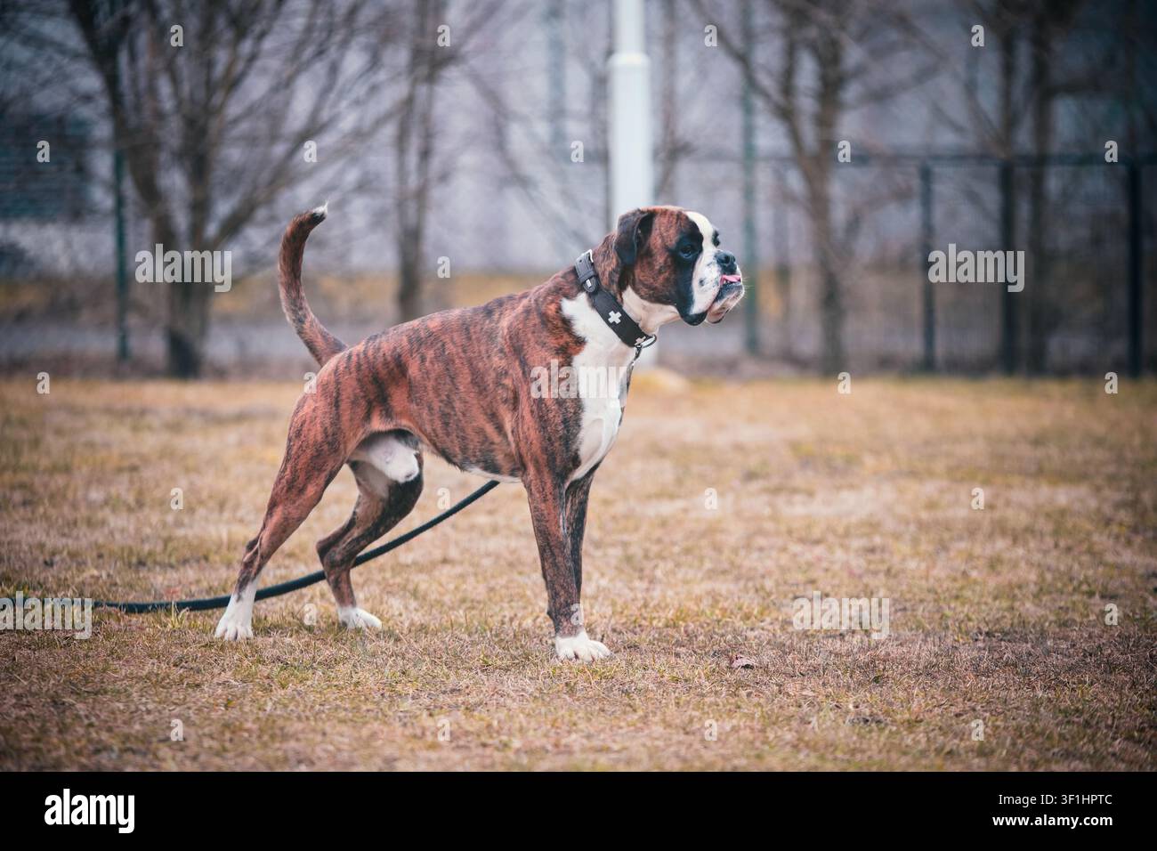 Ritratto a tutta lunghezza di profilo laterale di un boxer tedesco brindle muscoloso con collare al guinzaglio. Il cane atletico è in posizione di allerta in un parco all'aperto Foto Stock