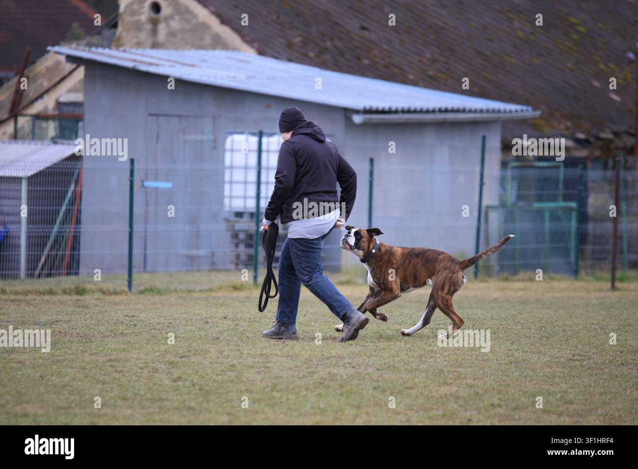 Addestramento di lavoro al piede con un cane boxer tedesco e un addestratore su un campo erboso accanto a un capannone Foto Stock