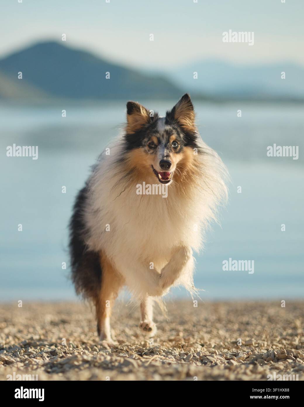 Un ritratto ravvicinato di un bellissimo Shetland Sheepdog in piedi su una tranquilla riva del lago. Una luce naturale soffusa evidenzia il mantello soffice e il volto espressivo. Foto Stock