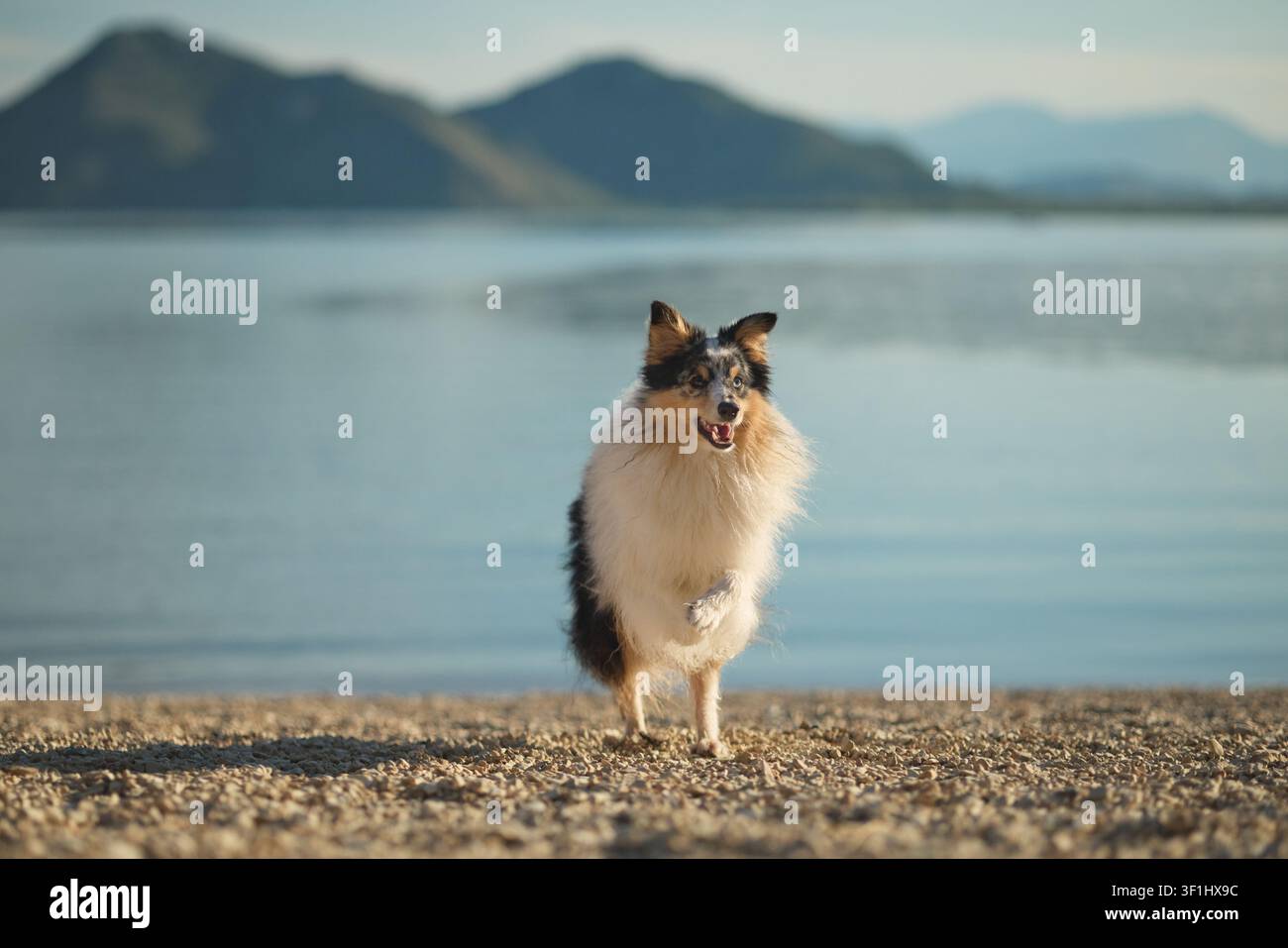 Un Shetland Sheepdog si gode una giornata tranquilla su una riva sabbiosa del lago circondata da montagne e acqua calma. Ritratto all'aperto con viaggi, natura e Foto Stock