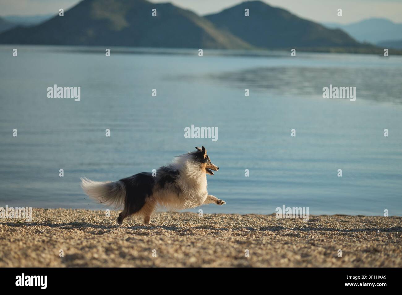Un Shetland Sheepdog corre lungo una riva sabbiosa del lago sotto una luce naturale soffusa. Ritratto d'azione all'aperto che mostra felicità, libertà e un'attività Foto Stock