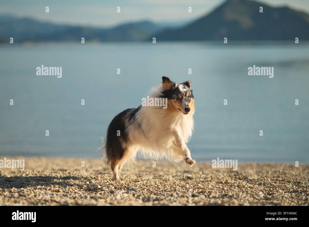 Un Shetland Sheepdog si gode di una tranquilla passeggiata accanto a un lago di montagna calmo. Bellissimo ritratto all'aperto che mette in risalto uno stile di vita attivo e l'amore per Foto Stock