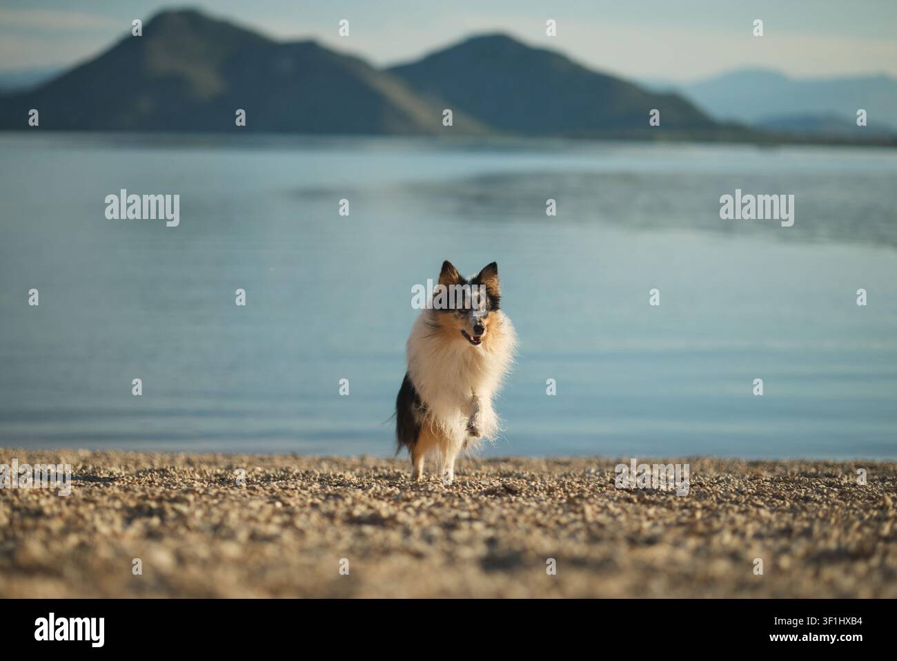 Un Shetland Sheepdog è seduto su una tranquilla spiaggia sabbiosa accanto a un lago di montagna calmo. Ritratto all'aperto pacifico con viaggio, natura, compagnia e Foto Stock