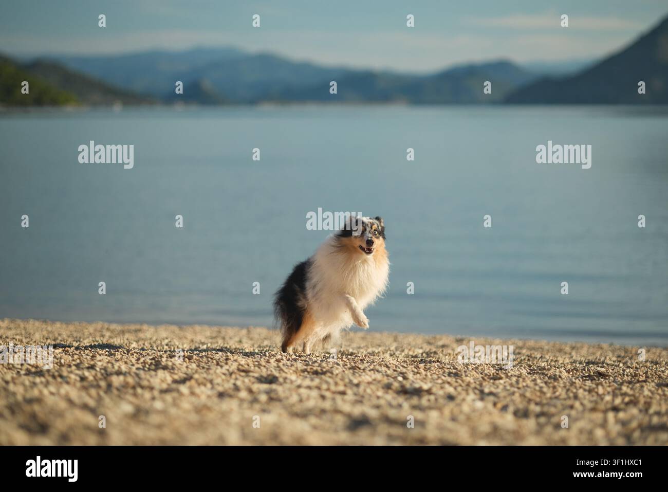 Un Shetland Sheepdog posa su una tranquilla riva del lago con acqua blu calma e montagne sullo sfondo. Ritratto all'aperto tranquillo perfetto per viaggi e lifestyle Foto Stock
