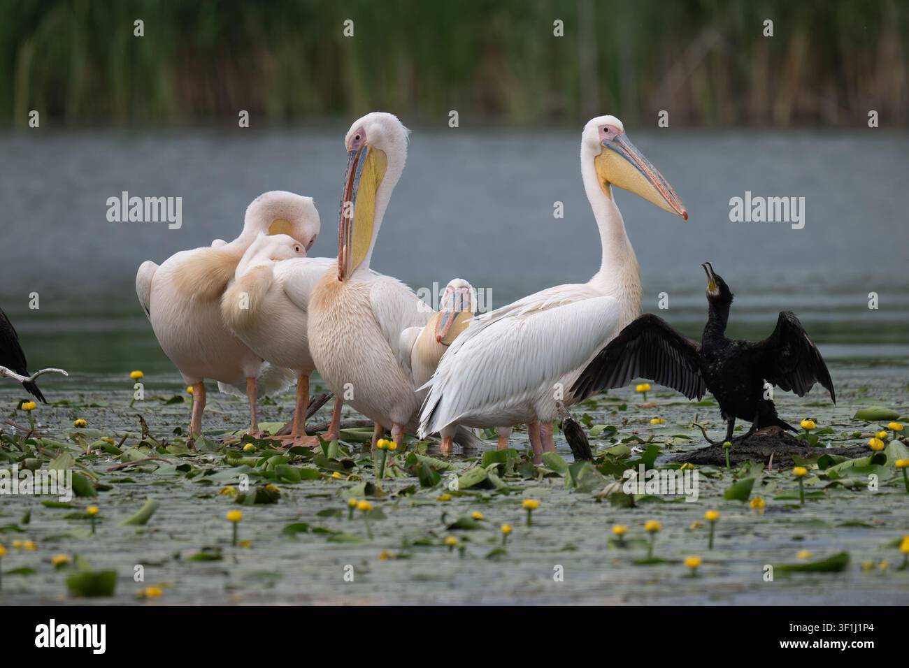 Gruppo di pelicani bianchi e un cormorano su foglie di ninfea nel Delta del Danubio in Romania Foto Stock