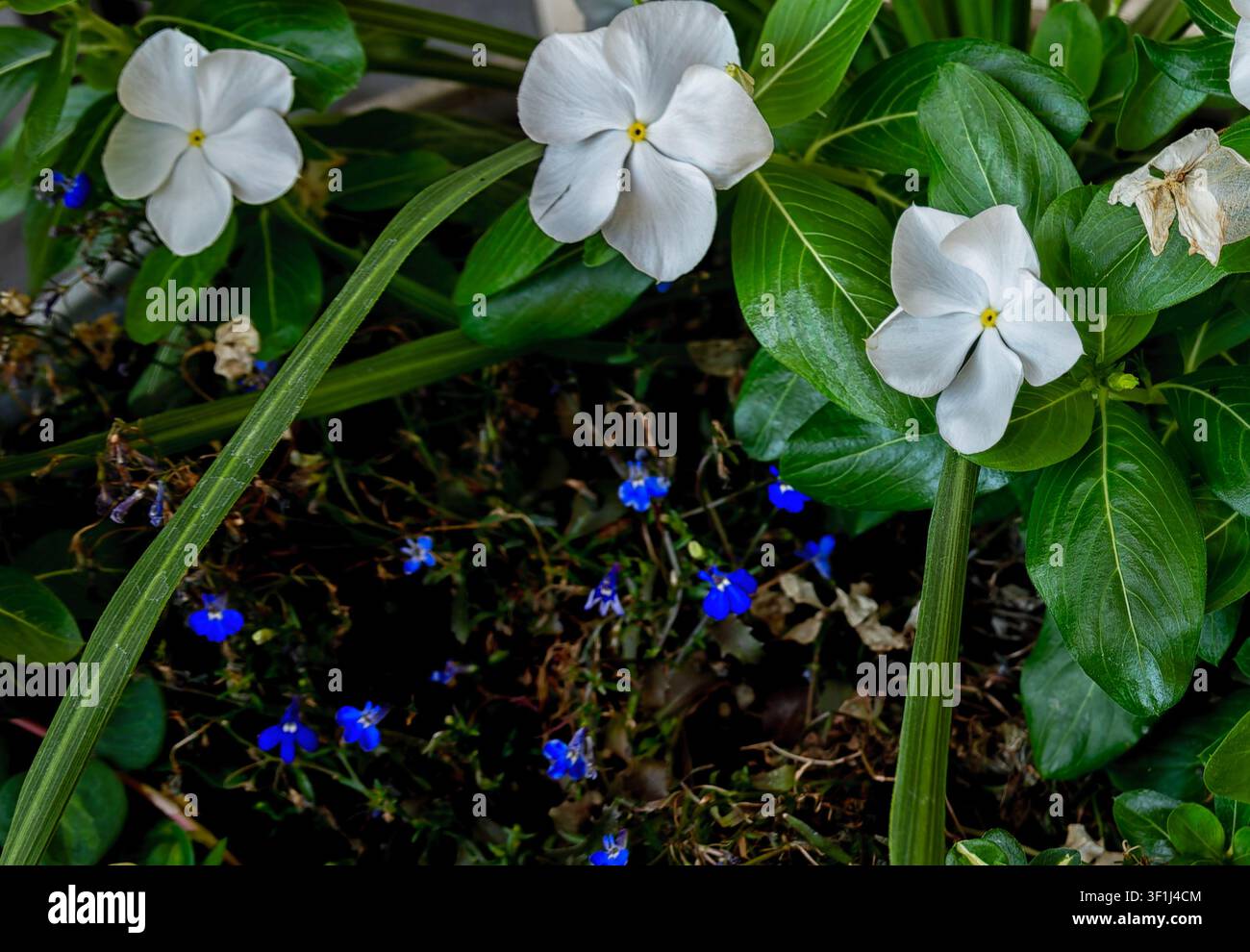 Un assortimento floreale con Vinca bianca Foto Stock
