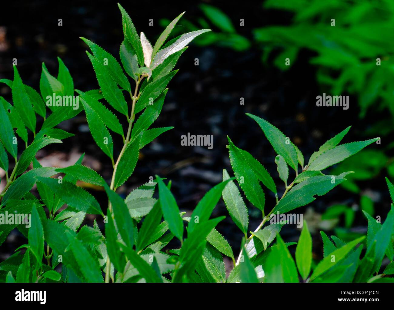 Una mostra di una varietà di foglie floreali Foto Stock