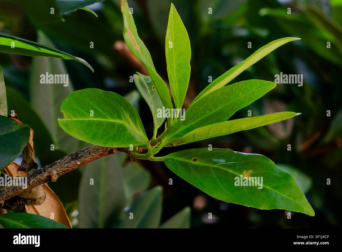 Una mostra di una varietà di foglie floreali Foto Stock
