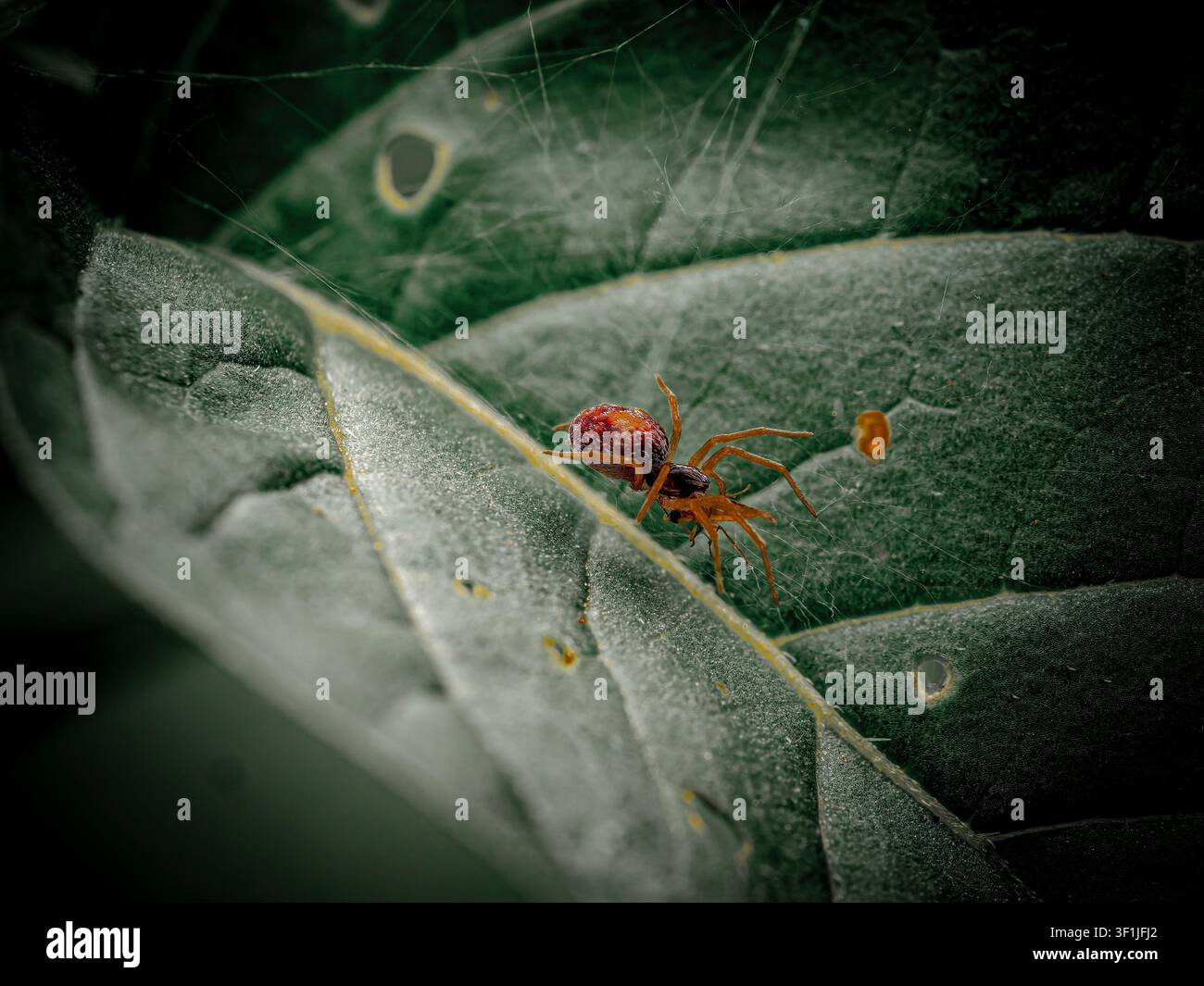 Close-up macro di un piccolo ragno marrone rossastro che striscia su una sottile trama di seta su una foglia verde strutturata Foto Stock