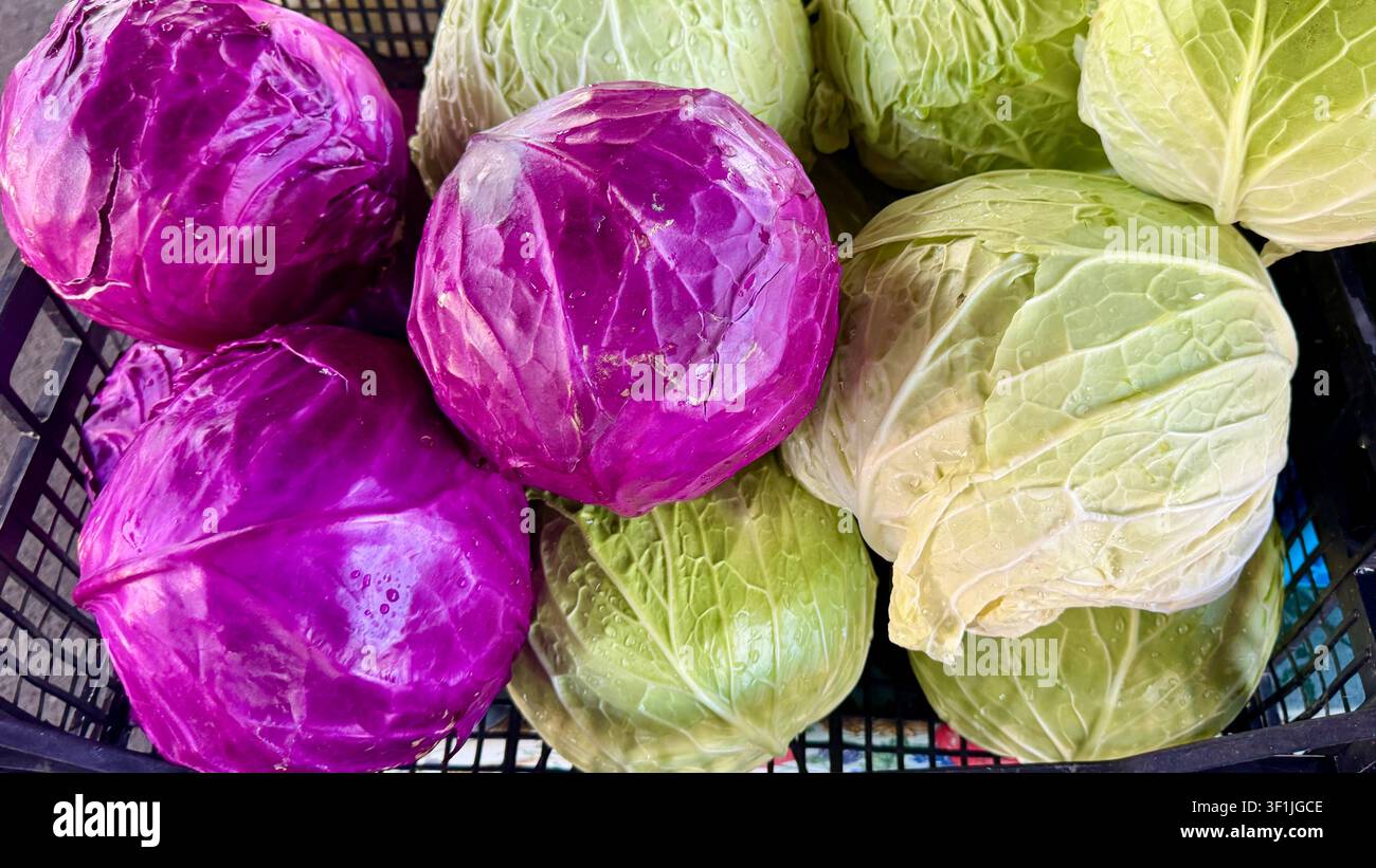 Cavolo rosso e verde in vendita in un mercato di prodotti freschi ad Alba Piemonte Italia - Immagine stock catturata con smartphone