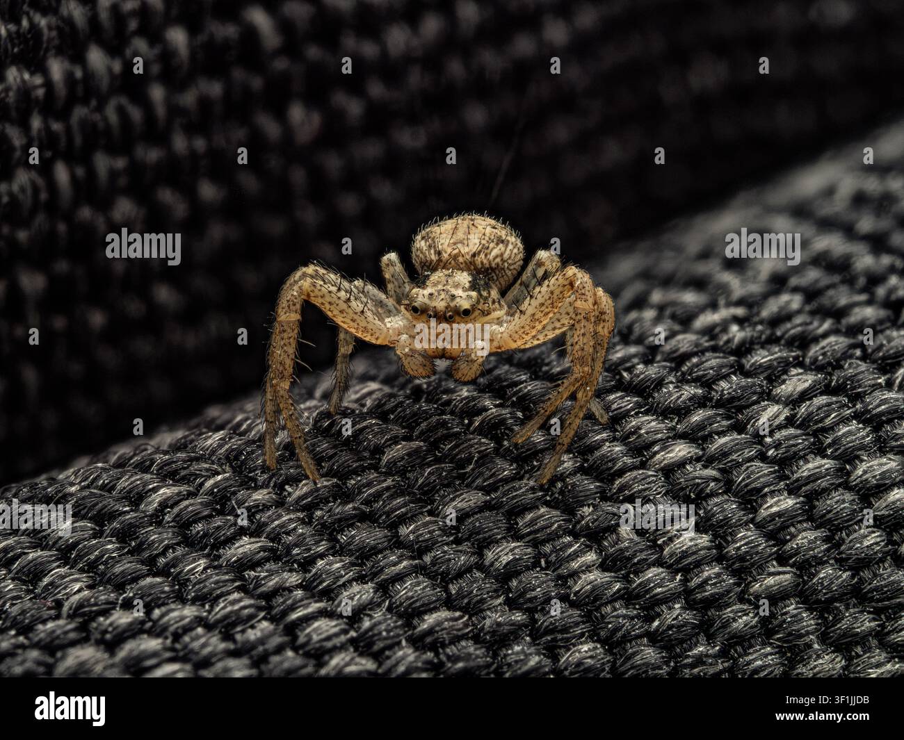 Un primo piano macro di fronte di un piccolo ragno granchio su un tessuto scuro e textureato. Il dettaglio mostra i peli delle zampe, il motivo del carapace e le molteplici coppie di occhi Foto Stock