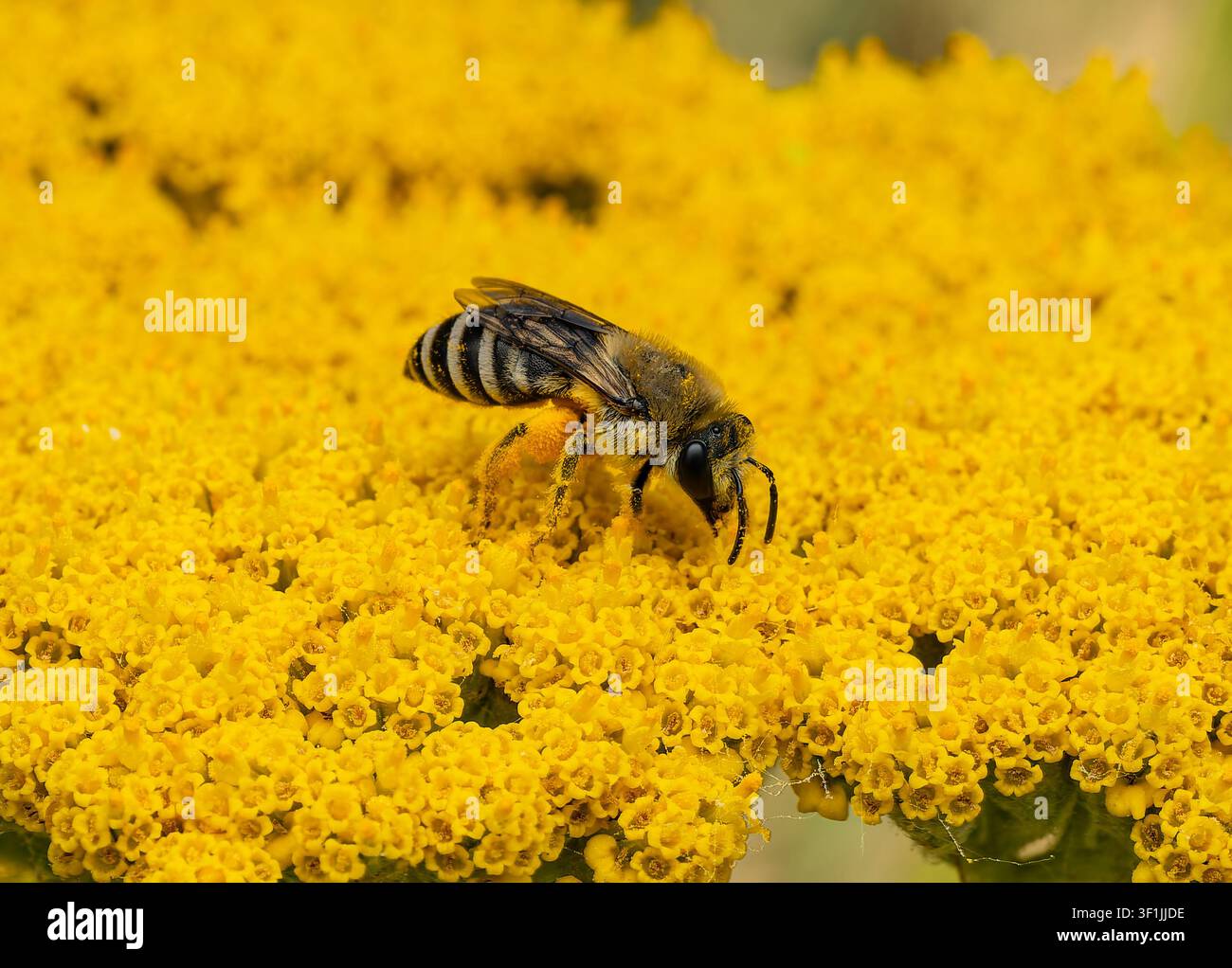 Un macroscatto di un'ape che raccoglie nettare e polline su fiori gialli brillanti di achillea. Una vista ravvicinata dell'insetto peloso con zampe ricoperte di polline agai Foto Stock