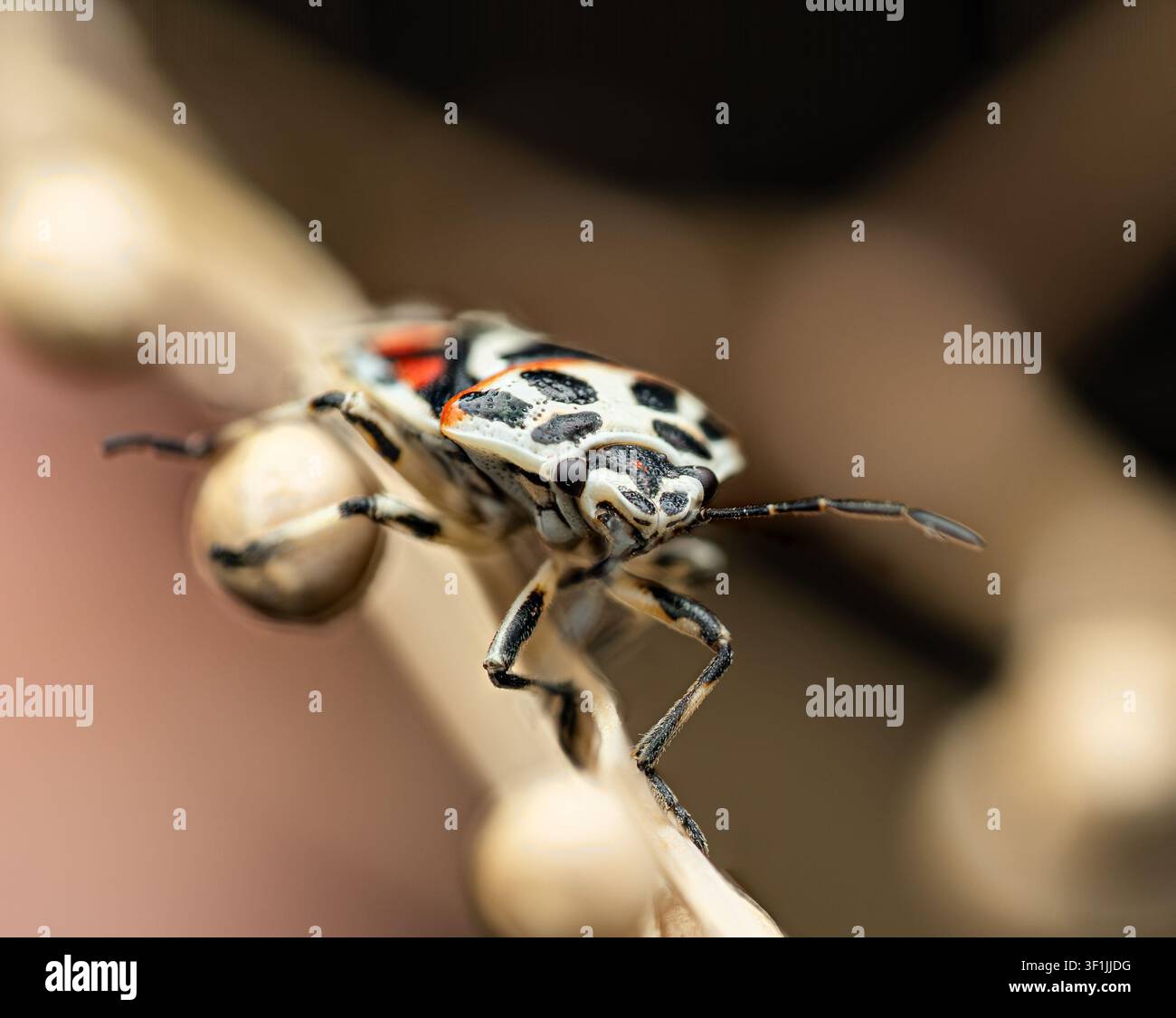 Un macroscatto di una vivace cavallina squamosa con un motivo nero, bianco e rosso sul suo scudo. Una vista ravvicinata, frontale, dell'insetto su un ramoscello secco agai Foto Stock