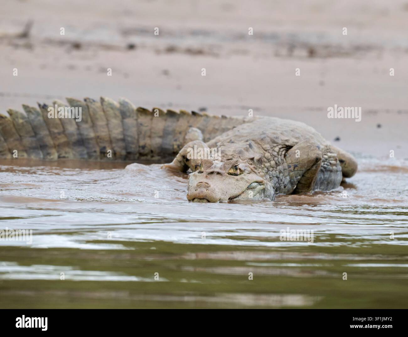 Caimano dagli occhiali (Caiman crocodilus) sulla riva del fiume nel Parco Nazionale di Manu, Perù Foto Stock