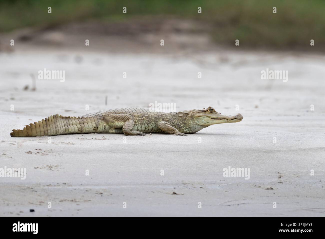 Caimano dagli occhiali (Caiman crocodilus) sulla riva del fiume nel Parco Nazionale di Manu, Perù Foto Stock