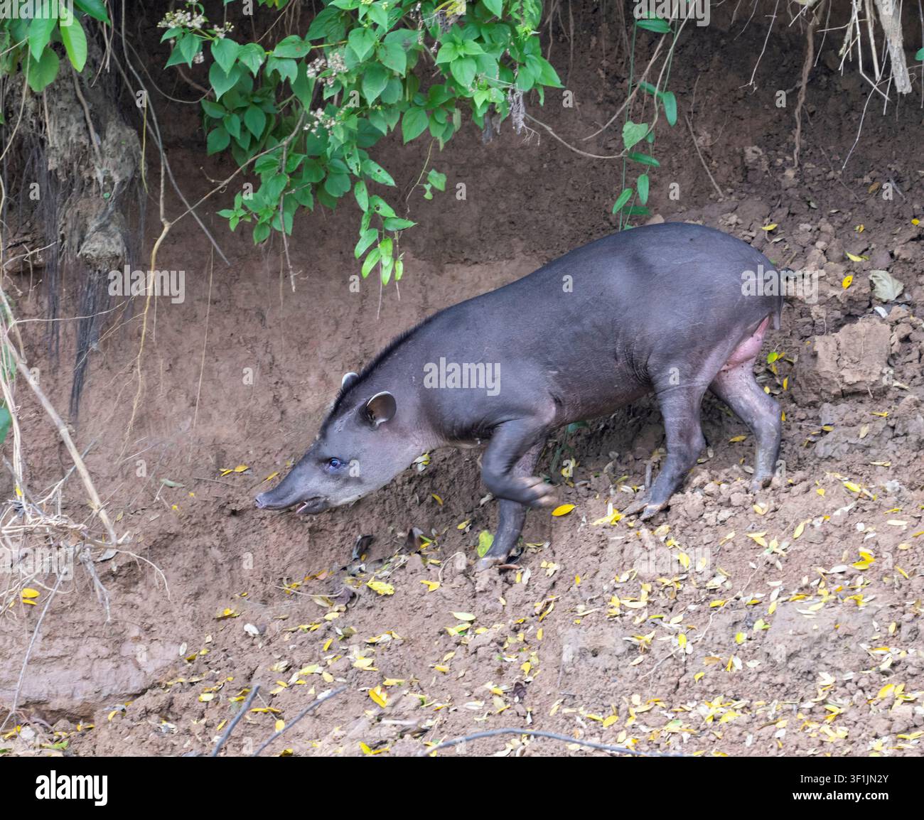 Tapir di pianura (Tapirus terrestris) che si nutrono di Clay Riverbank, Parco Nazionale di Manu, Perù Foto Stock