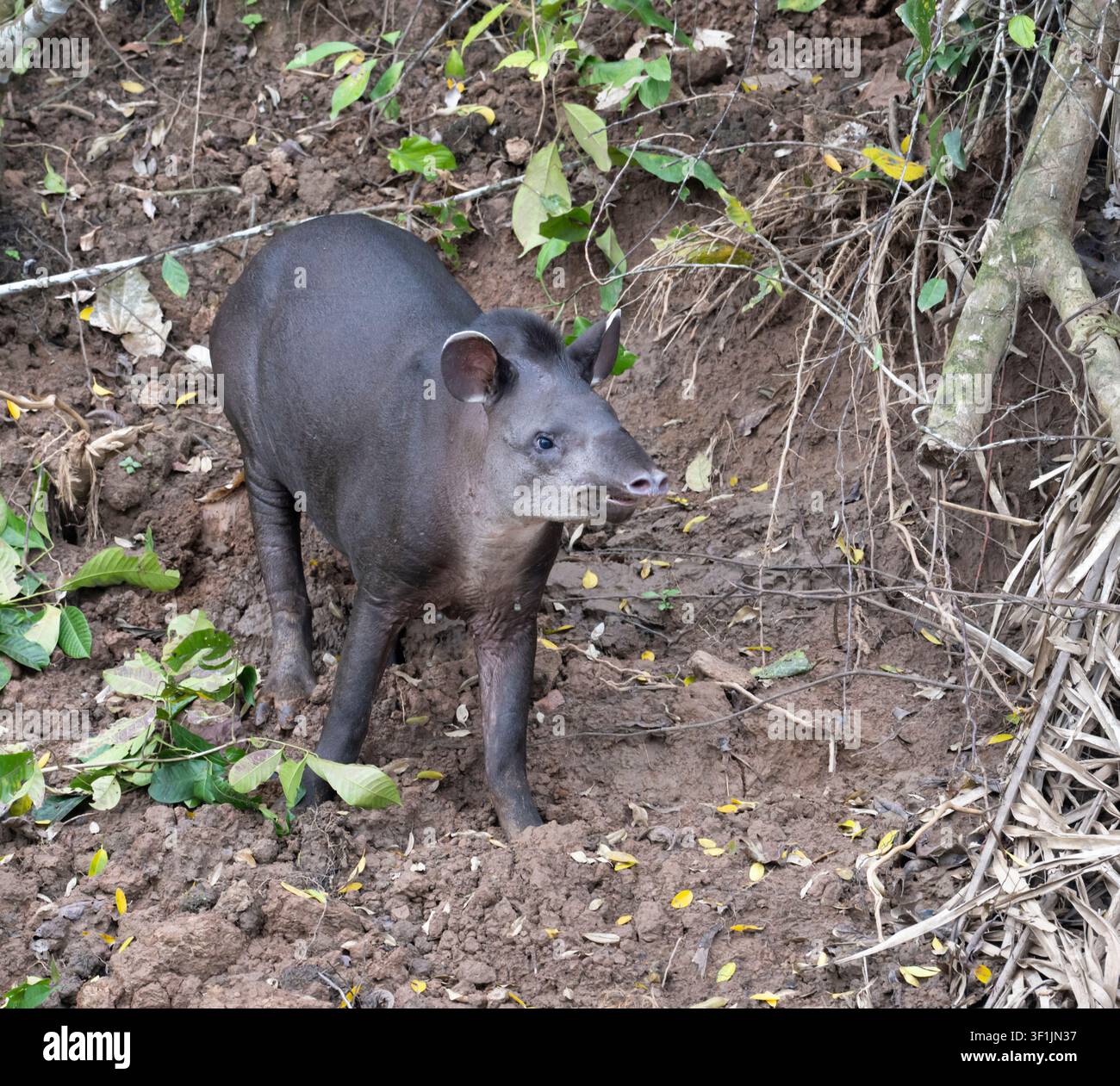 Tapir di pianura (Tapirus terrestris) che si nutrono di Clay Riverbank, Parco Nazionale di Manu, Perù Foto Stock