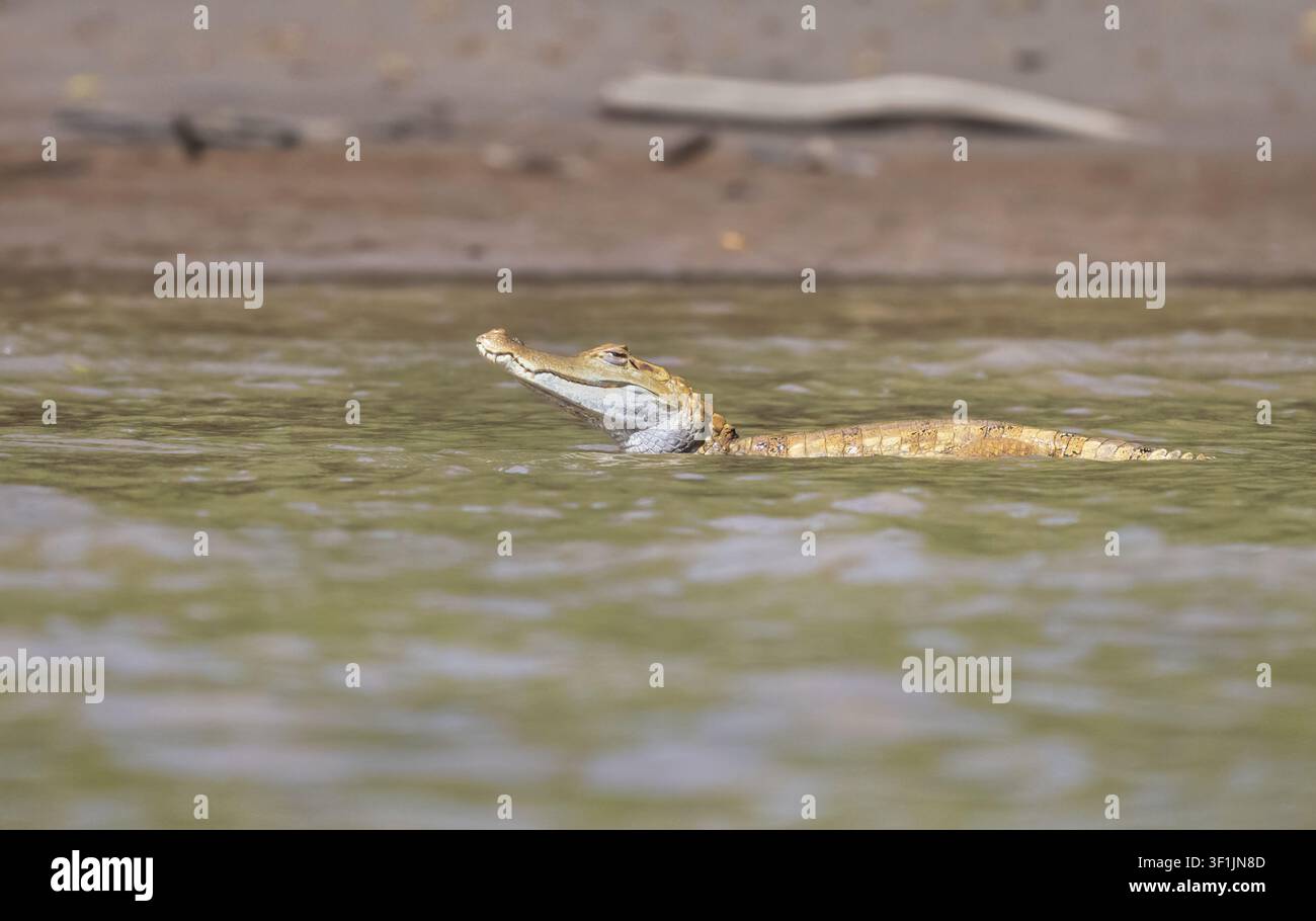 Caimano dagli occhiali (Caiman crocodilus) sulla riva del fiume nel Parco Nazionale di Manu, Perù Foto Stock