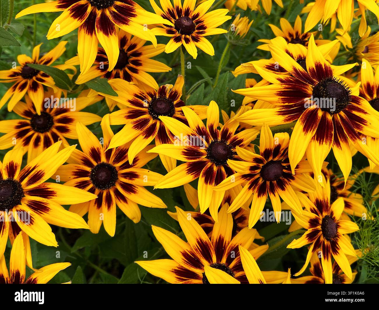 Prima vista di fiori di Rudbeckia hirta in fiore con petali giallo brillante e centri marrone scuro che crescono in un giardino estivo Foto Stock