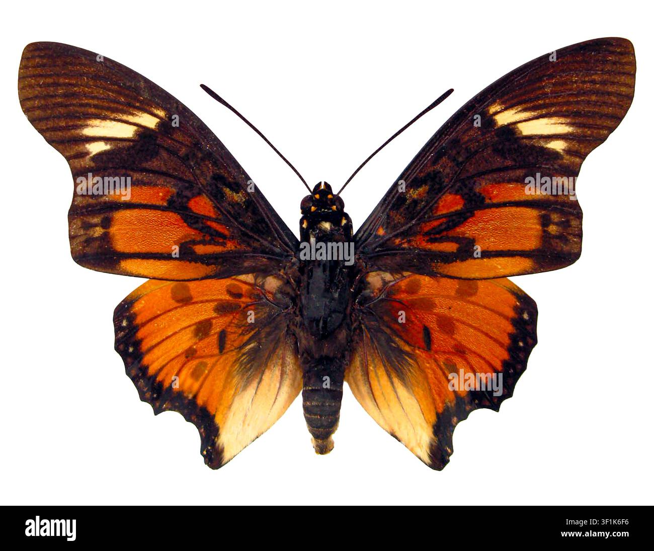Un farfalla Charaxes acraeoides presenta motivi sorprendenti di arancione e marrone sulle sue ali. Questo esemplare evidenzia la sua morfologia e colorazione uniche Foto Stock