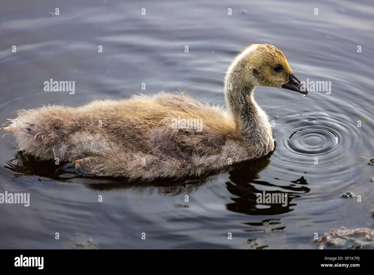 Giovane cigno muto che nuota in uno stagno calmo con onde morbide e riflessi dell'acqua Foto Stock