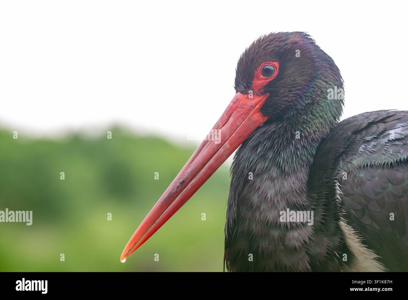 Ciconia nera (Ciconia nigra), dettaglio della testa Foto Stock