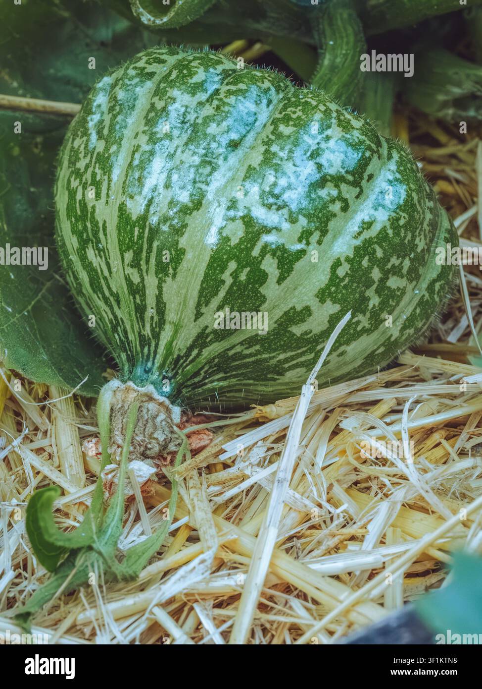 Zucchina Kabocha 'Cucurbita maxima' che cresce in un orto Foto Stock