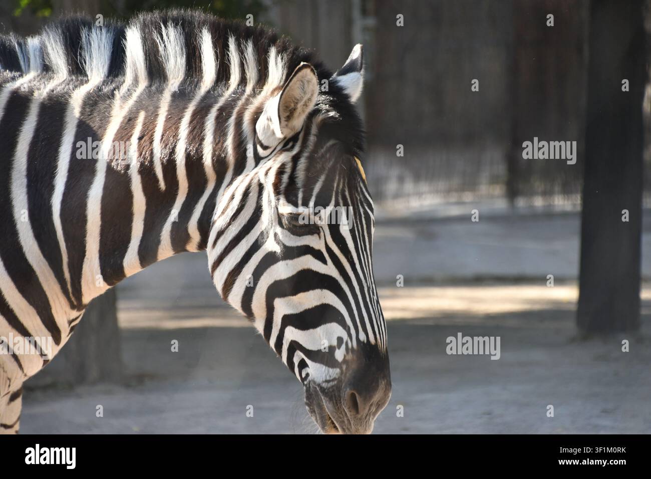 Zebra della prateria che abbassa la sua testa striata in un recinto faunistico dello zoo, Regno Unito Foto Stock
